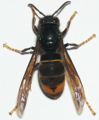 Yellow-legged Hornet, photo 5 of 8