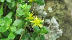 Sedum bulbiferum