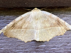 Eutrapela