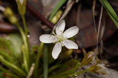 Drosera bulbosa