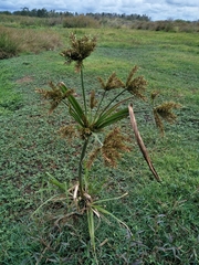 Cyperus exaltatus