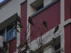 Psittacula alexandri