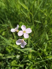 Cardamine pratensis