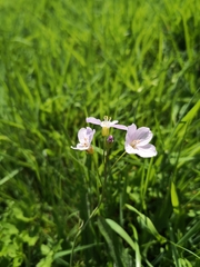 Cardamine pratensis