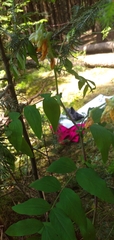 Lathyrus gmelinii, photograph Надежда Прыкина, CC BY, iNaturalist via GBIF