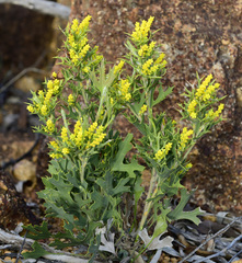 Synaphea spinulosa