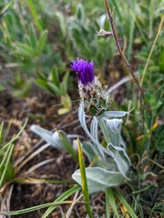 Centaurea fuscomarginata