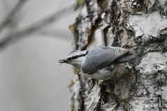Sitta europaea albifrons
