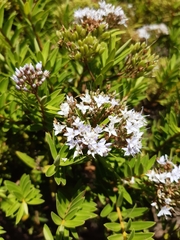 Veronica diosmifolia