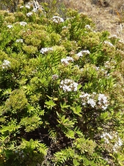 Veronica diosmifolia