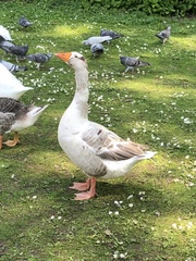 Anser anser domesticus