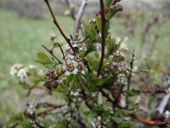 Spiraea aquilegifolia