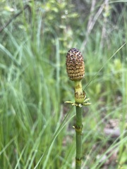 Equisetum fluviatile