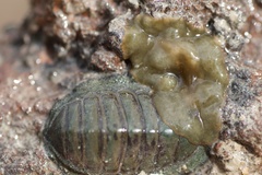 Acotylea