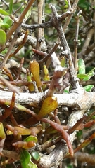 Korthalsella clavata