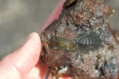 Acotylea