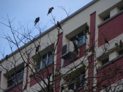 Psittacula alexandri