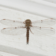 Neurocordulia molesta