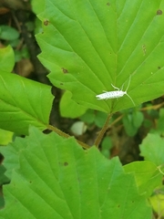 Yponomeuta multipunctella