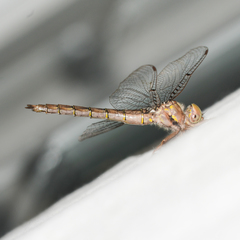 Neurocordulia molesta