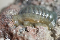 Acotylea