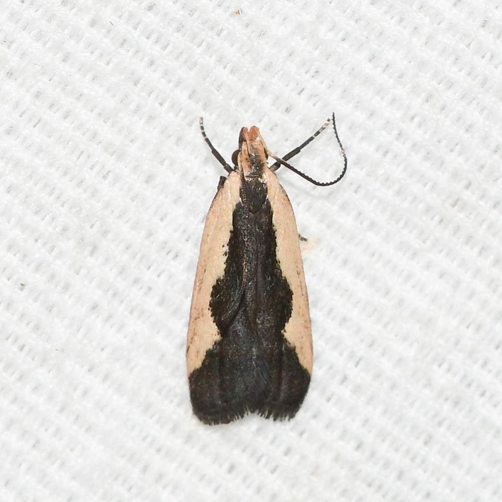 Indented Dichomeris Moth