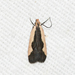 Indented Dichomeris Moth - Photo (c) Royal Tyler, some rights reserved (CC BY-NC-SA), uploaded by Royal Tyler