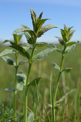 Angiospermae