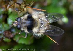 Criorhina bubulcus
