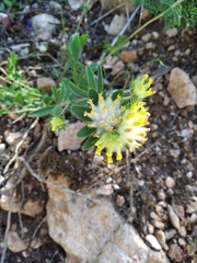 Anthyllis vulneraria boissieri