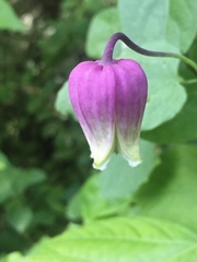 Clematis versicolor
