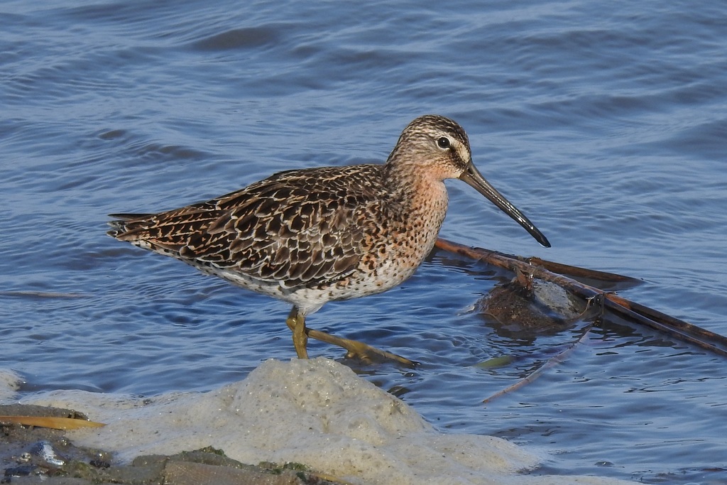 Short-billed Dowitcher