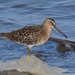 Atlantic Short-billed Dowitcher - Photo (c) Elizabeth Green, some rights reserved (CC BY), uploaded by Elizabeth Green