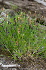 Carex kelloggii