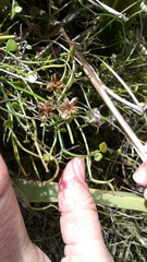 Scandia geniculata