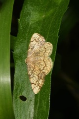 Stegania dilectaria