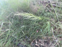 Dichelachne micrantha