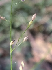 Panicum simile