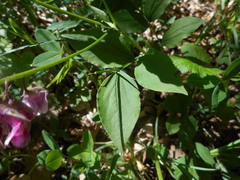 Lathyrus venetus