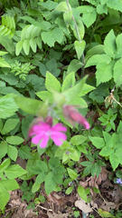 Silene dioica