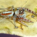Opisthoncus alborufescens - Photo (c) Robert Whyte, algunos derechos reservados (CC BY-NC-ND)