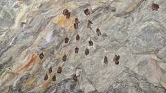 Hipposideros armiger terasensis