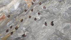 Hipposideros armiger terasensis