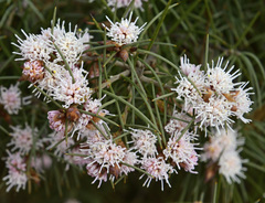 Hakea gilbertii