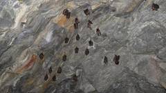 Hipposideros armiger terasensis