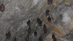 Hipposideros armiger terasensis