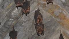 Hipposideros armiger terasensis