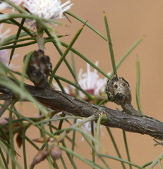 Hakea gilbertii