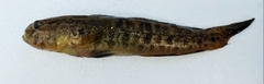 Gobius ophiocephalus