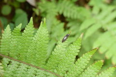 Melanotus cribricollis